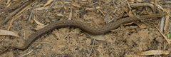 Mesotes strigatus