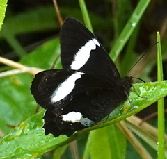 Pedaliodes phaedra