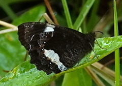 Pedaliodes phaedra