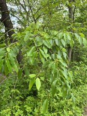 Contarinia cerasiserotinae