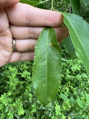 Contarinia cerasiserotinae