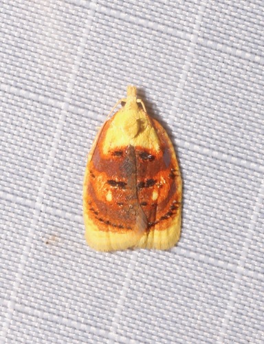 Blueberry Leaftier Moth photo 2