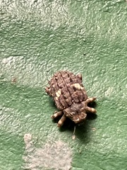 Eubulus
