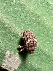 Eubulus