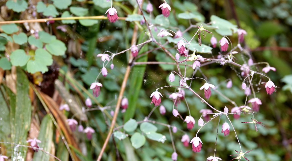 Thalictrum podocarpum; photograph desertnaturalist, CC BY, iNaturalist via GBIF