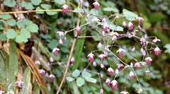Thalictrum podocarpum