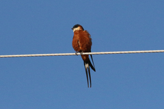 Cecropis senegalensis