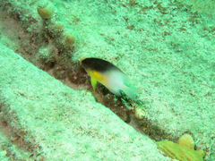 Stegastes partitus