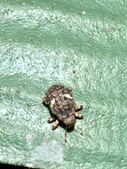 Eubulus