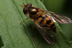 Epistrophe xanthostoma