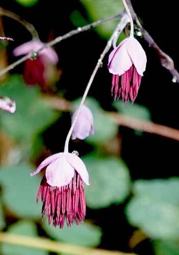 Thalictrum podocarpum, photograph 1