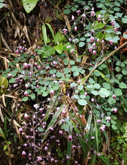 desertnaturalist, CC BY, iNaturalist via GBIF Thalictrum podocarpum, photograph desertnaturalist, CC BY, iNaturalist via GBIF