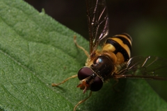 Epistrophe xanthostoma