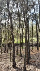 Allocasuarina luehmannii