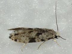 Nemapogon auropulvella