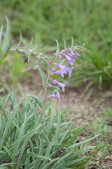 Penstemon secundiflorus