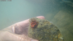 Anemonia sargassensis