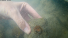 Anemonia sargassensis