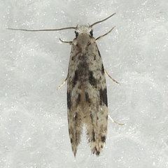 Nemapogon auropulvella