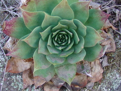 Dudleya brittonii