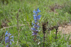 Penstemon angustifolius