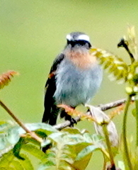 Ochthoeca rufipectoralis obfuscata