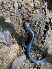 Plethodon montanus