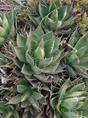 Agave shawii shawii