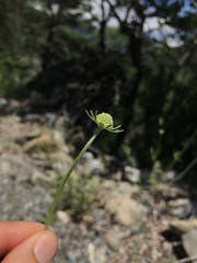 Scabiosa triandra