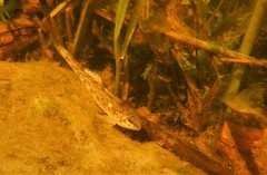 Etheostoma nigrum