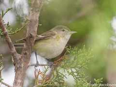 Vireo bellii
