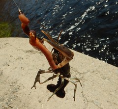 Faxonius rusticus × propinquus