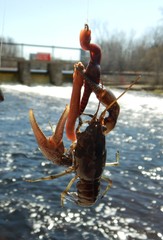 Faxonius rusticus × propinquus