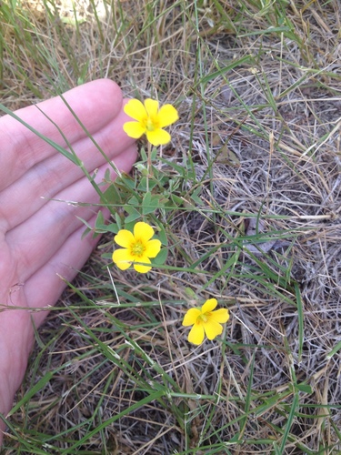 Slender yellow woodsorrel (Oxalis dillenii)