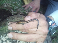 Scincella gemmingeri