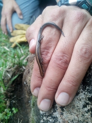 Scincella gemmingeri