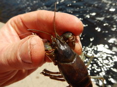 Faxonius rusticus × propinquus