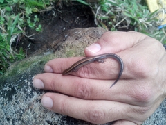 Scincella gemmingeri