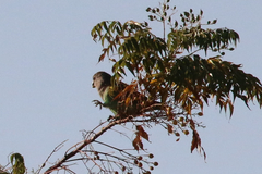 Poicephalus meyeri damarensis