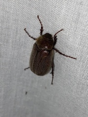 Phyllophaga crenulata