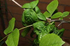 Prociphilus fraxinifolii