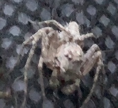 Hamataliwa grisea