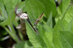 Lyriothemis pachygastra