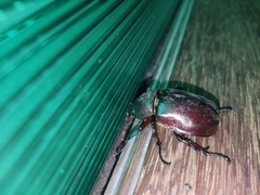 Xylotrupes gideon