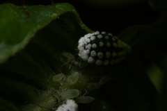 Prociphilus fraxinifolii