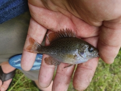 Lepomis miniatus