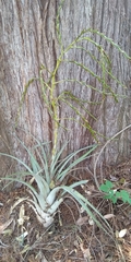 Tillandsia makoyana