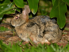 Sylvilagus brasiliensis
