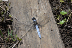 Orthetrum japonicum