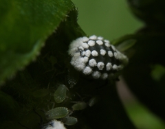 Prociphilus fraxinifolii